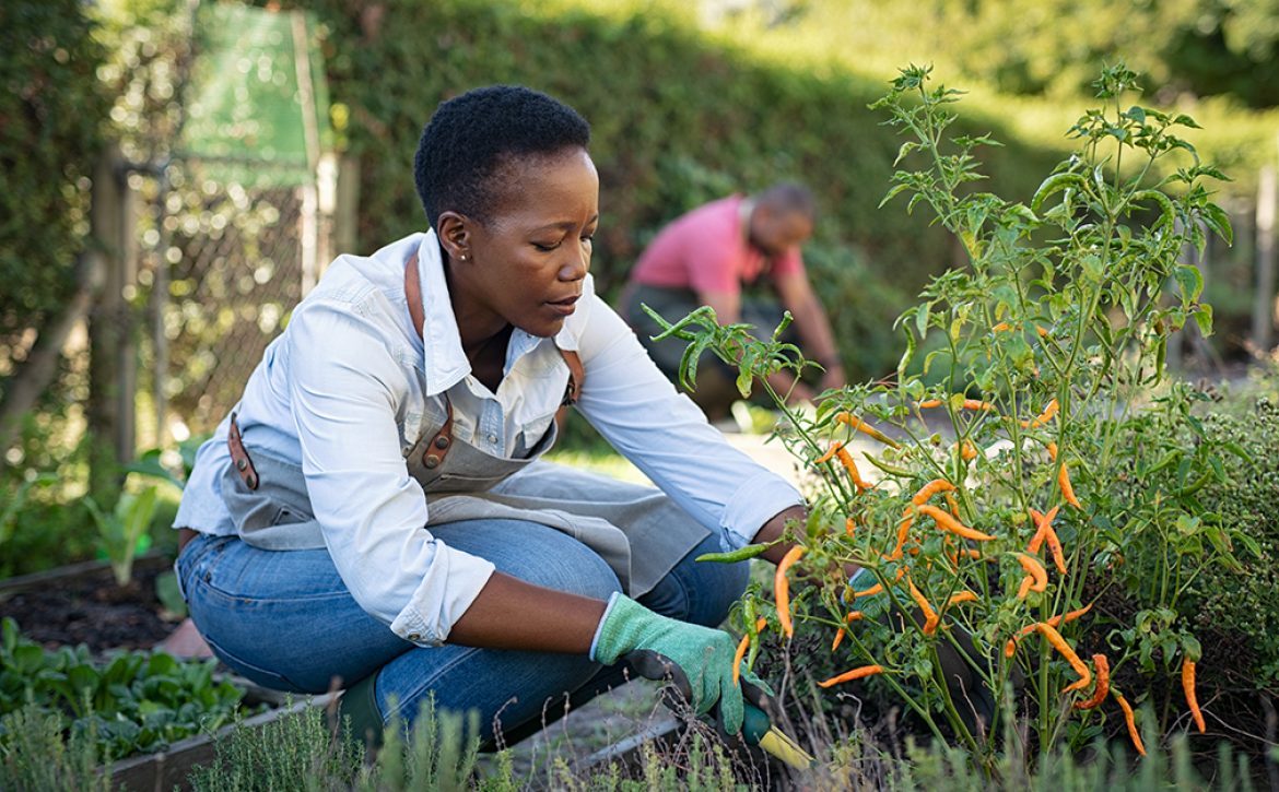 African,American,Woman,Picking,Vegetables,From,Garden.,Mature,Woman,Working