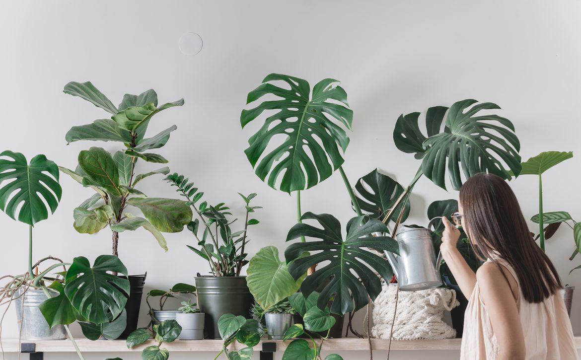 Woman,Is,Taking,Care,Of,Houseplants.,Urban,Jungle,Interior.,Watering