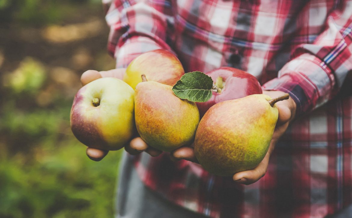 A,Man,Holds,A,Harvest,Of,Apples,In,His,Hands.