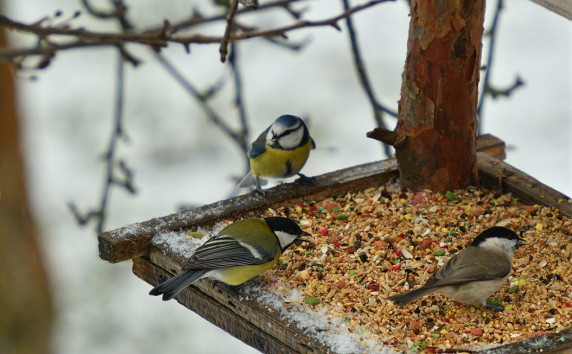 Bird,Titmouse,Feeding,Millet,Sunflower,On,Fodder,Rack,In,Winter