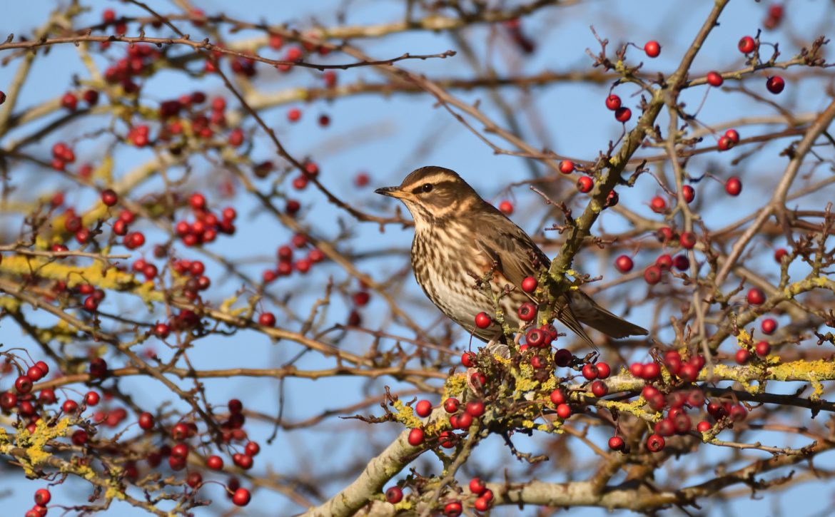Redwing,Thrush,Perched,Among,The,Red,Berries,Of,A,Hawthorn