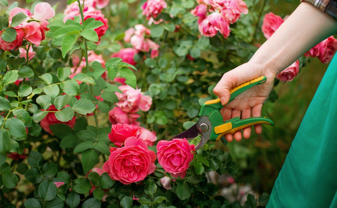Girl,Prune,The,Bush,(rose),With,Secateur,In,The,Garden