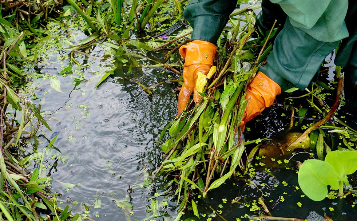 The,Gardener,Is,Cleaning,The,Lotus,Pond.
