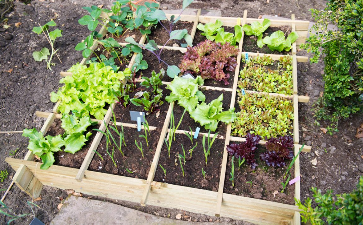 Vegetable,Garden,With,Assortment,Vegetables,And,Cold,Container