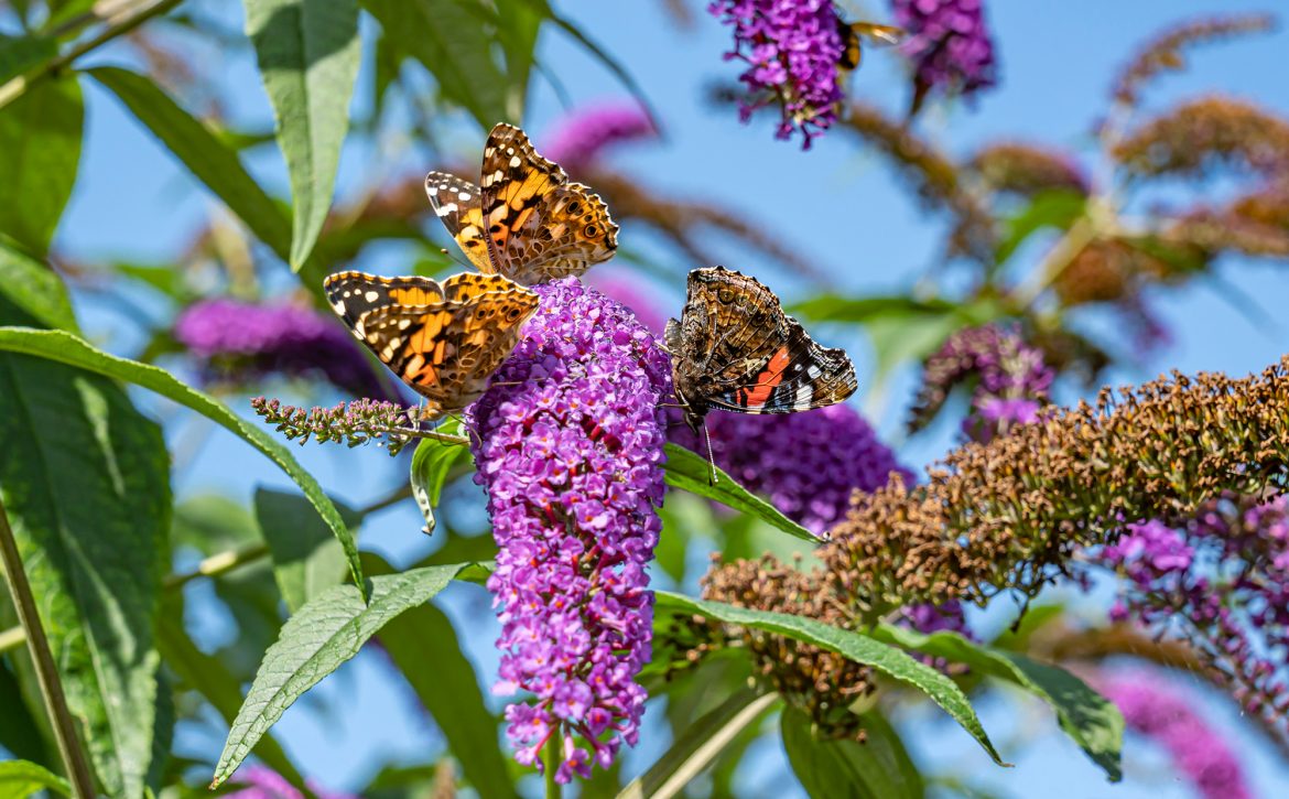 Details,Of,Three,Thistle,Butterflies,On,A,Flower,Of,A