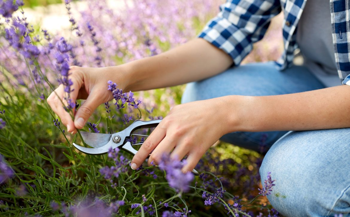 Gardening,,Nature,And,People,Concept,-,Young,Woman,With,Pruner