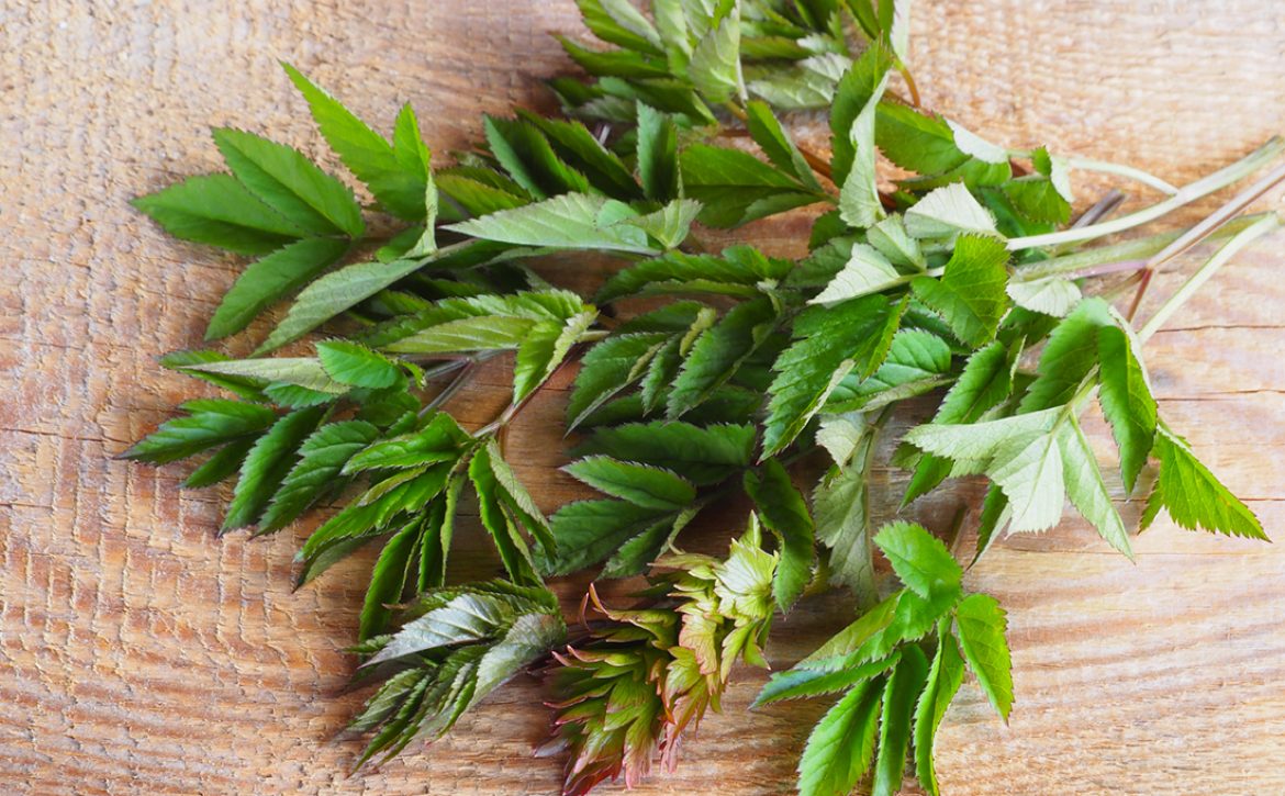 Medicinal,Plant,Aegopodium,Podagraria,And,A,Sprig,Of,Lovage,On