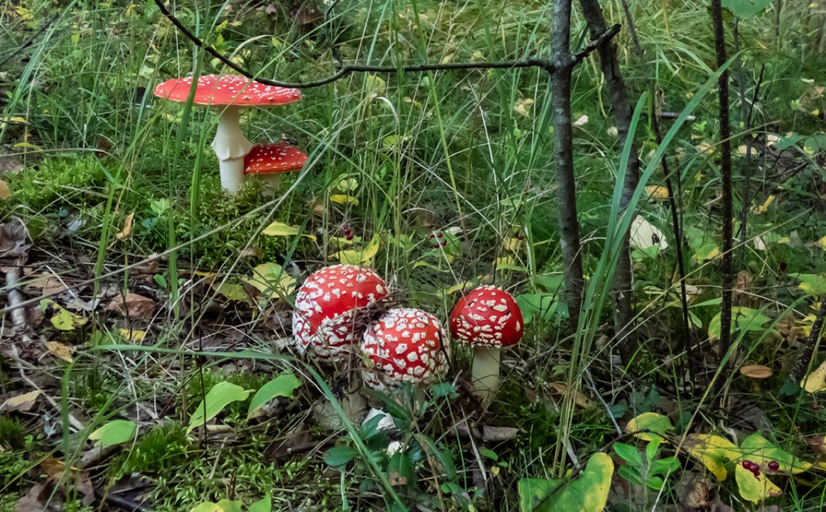 Group,Of,Big,,Red,Poisonous,Mushrooms,Fly,Agaric,(amanita,Muscaria)