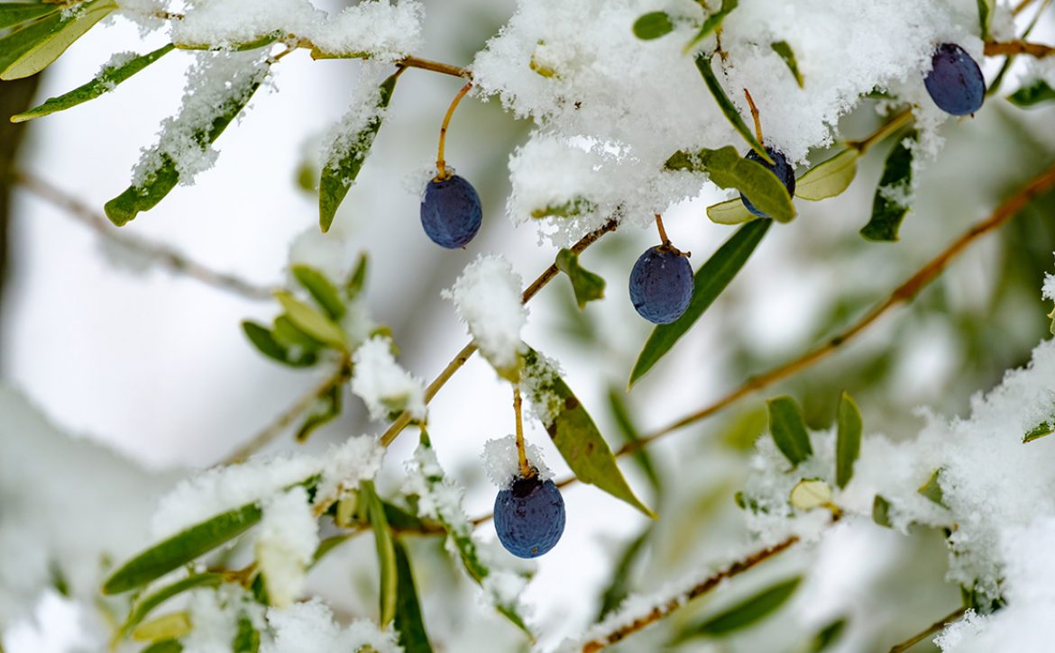 Branches,Of,Olive,Tree,With,Black,Olives,In,The,Snow