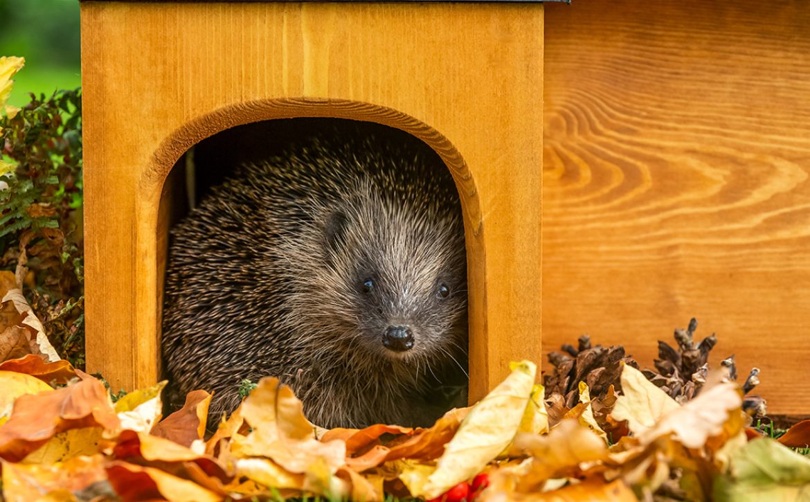 Hedgehog,,(scientific,Name:,Erinaceus,Europaeus),Native,,Wild,European,Hedgehog,In