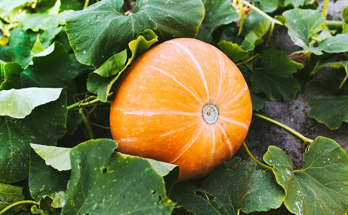 Pumpkin,Growing,In,The,Vegetable,Garden.,Growing,Pumpkins.,Pumpkin,Plant.