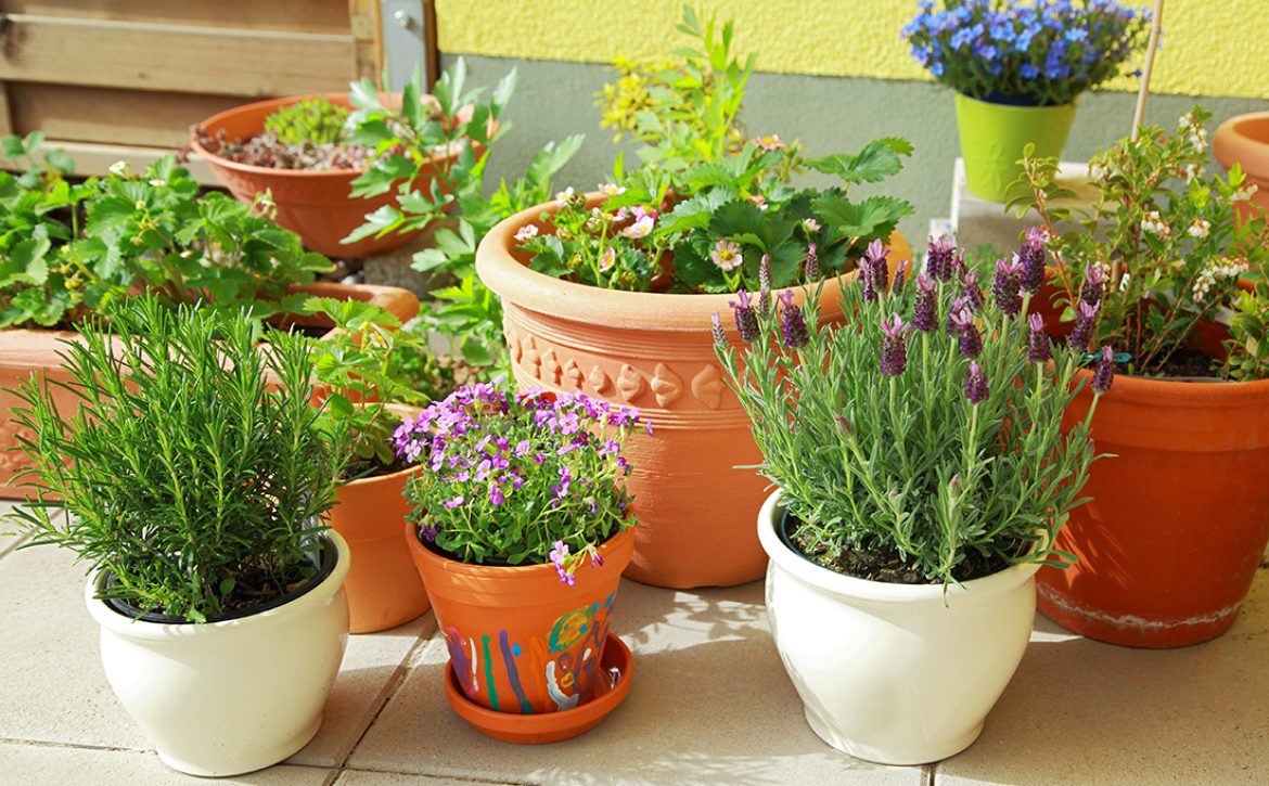 Small,Herb,And,Flower,Garden,Built,On,Terrace,Or,Roof