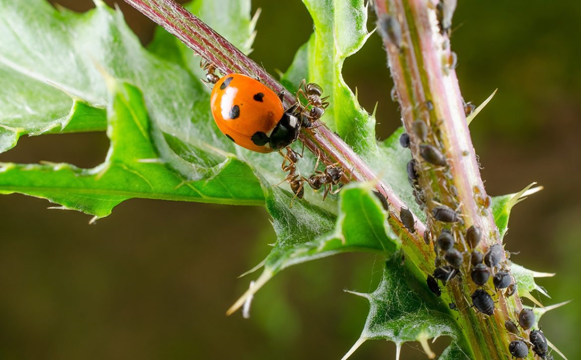Ladybird,Attacked,By,Ant