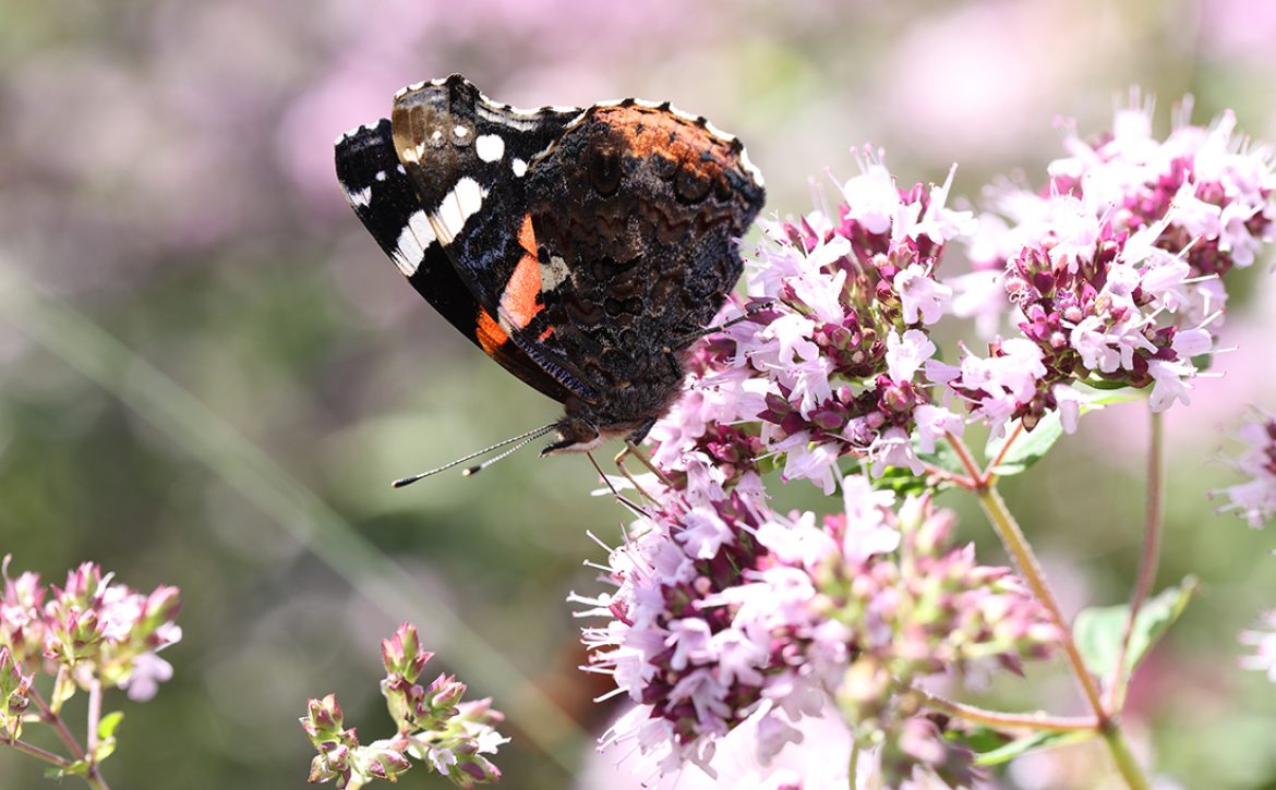 Macro,Photo,Of,Atalanta,Butterfly,On,Flower,Wild,Marjoram,,The