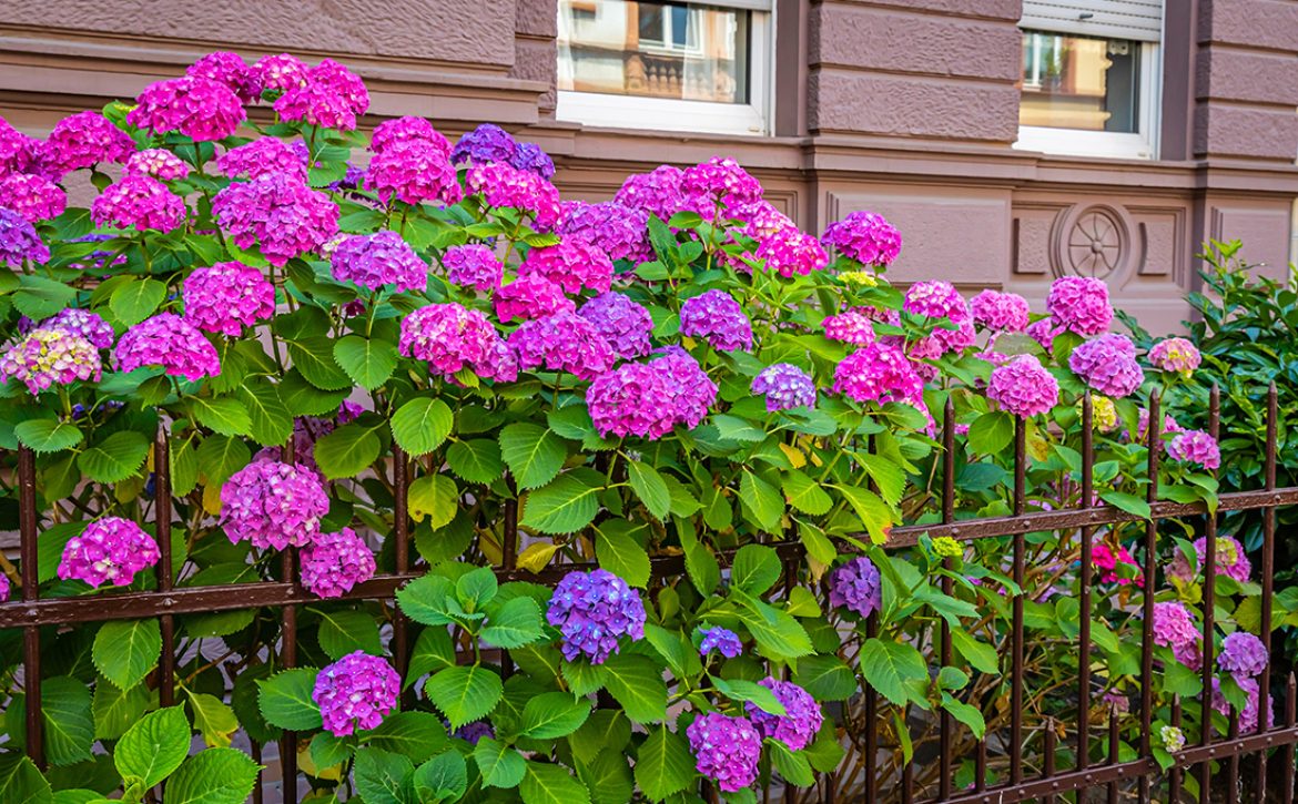 Endless,Summer,Hydrangea,Flowers.,Purple,Blue,Pink,Hortensia,Blooms,In