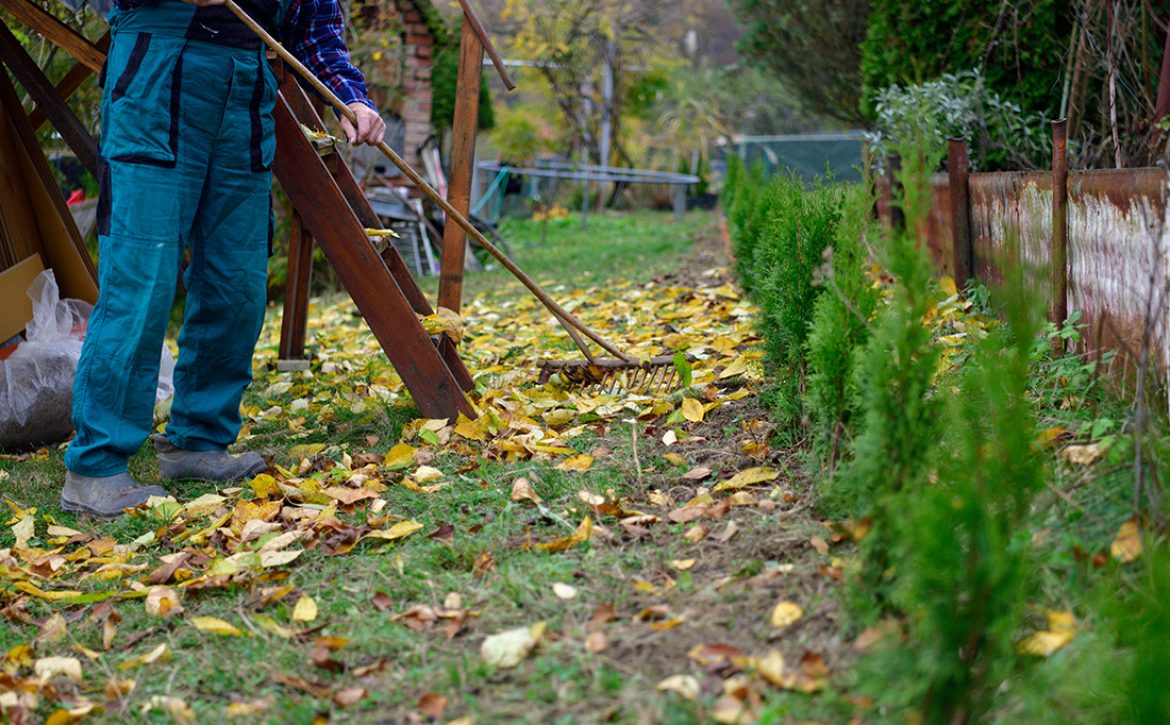 Cleaning,The,Lawn,In,The,Garden,From,Fallen,Autumn,Leaves
