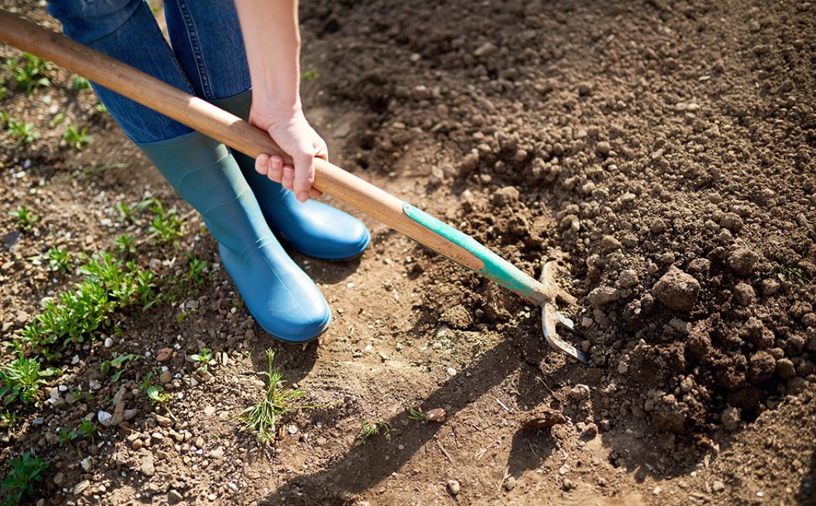 Work,In,A,Garden,-,Digging,Spring,Soil,With,Spading