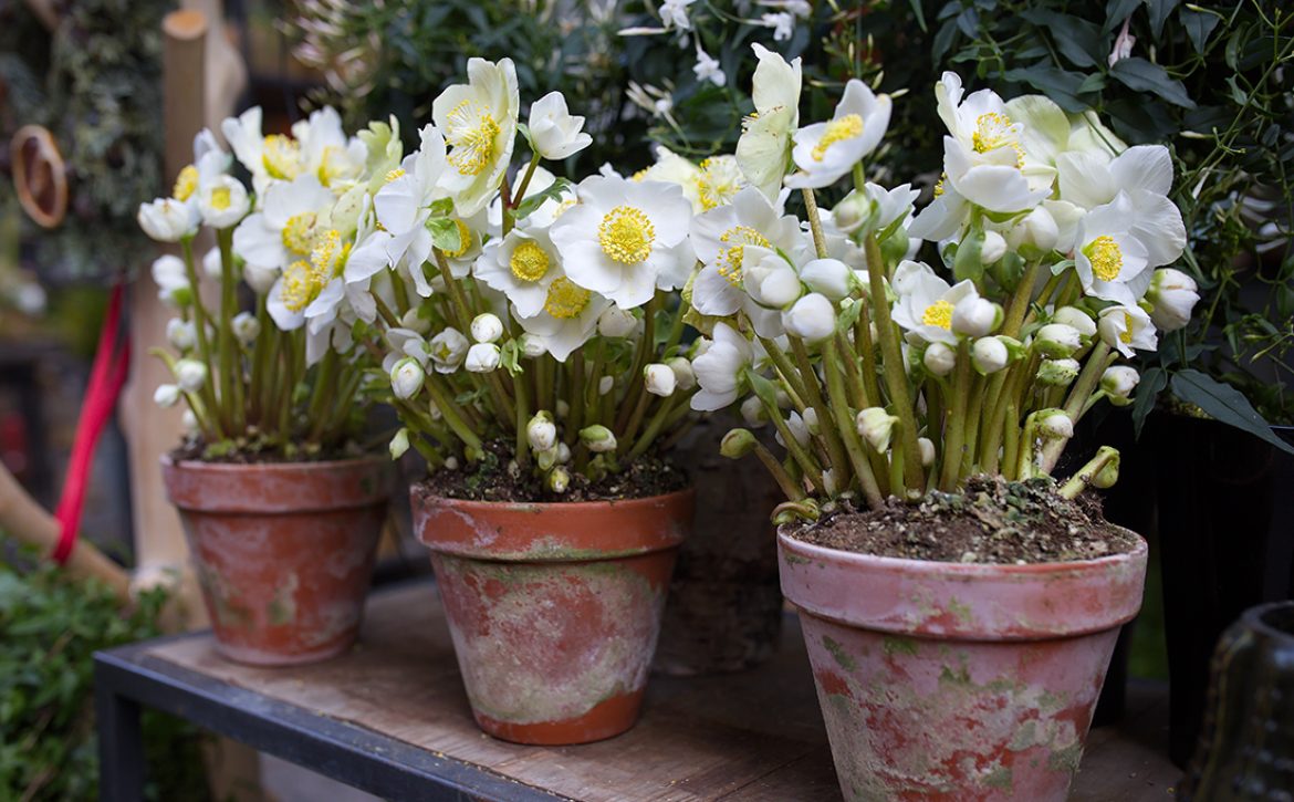 Helleborus,Niger,(christmas,Rose),Blooming,Flowers,In,Clay,Pots