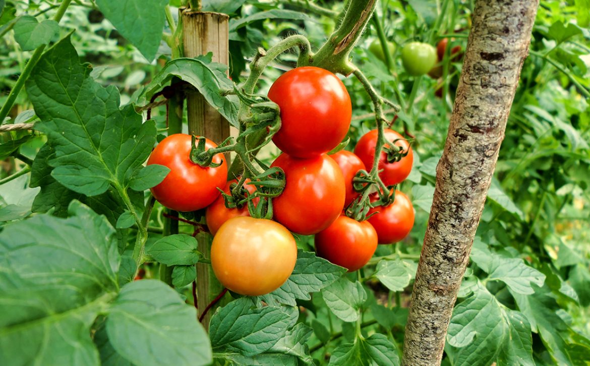 Close,Up,Of,A,Bunch,Of,Tomatoes,-,Variety,Moneymaker,