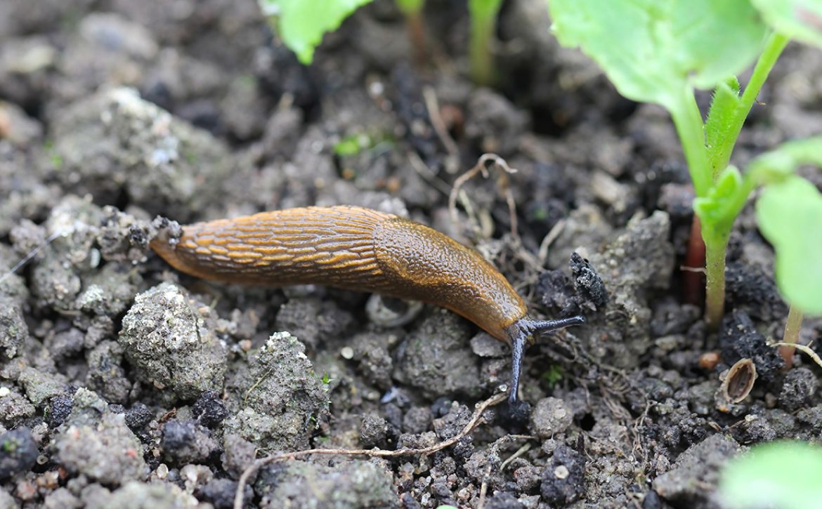 A,Shellless,Snail,,Slug,Eating,Young,Vegetables,,Sprouting,Radish,In