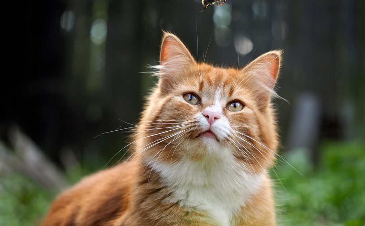 The,Cat,Is,Watching,The,Flight,Of,The,Bumblebee.,Cat