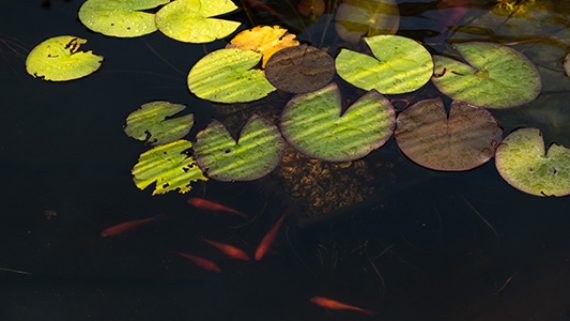 vijver8