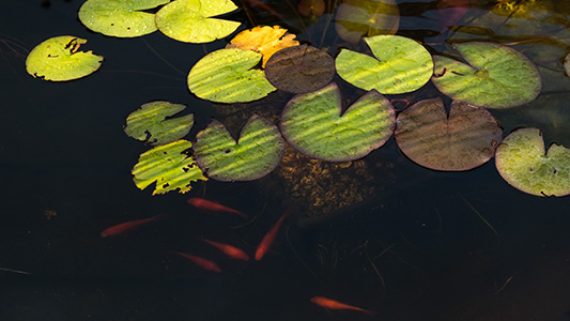 vijver8